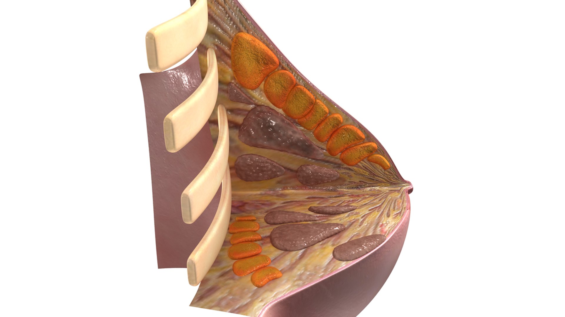 breast anatomy obj https://p.turbosquid.com/ts-thumb/Xh/WeJLgX/2OAHmABD/b0322intersectionofbreast_back.0001/jpg/1473690602/1920x1080/fit_q87/307c926eebba2b7082cac9c93479f3936561a657/b0322intersectionofbreast_back.0001.jpg