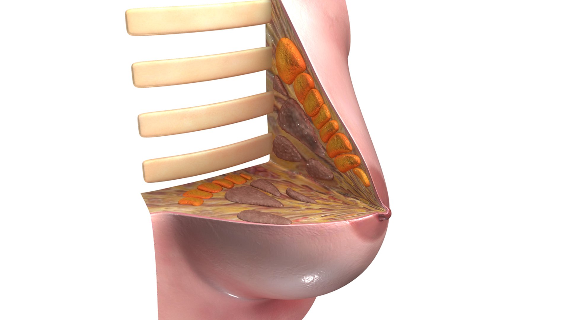 breast anatomy obj https://p.turbosquid.com/ts-thumb/Xh/WeJLgX/7hVA1v8W/b0322intersectionofbreast_aerial.0001/jpg/1473690602/1920x1080/fit_q87/9e076a624b3b5745e0ebdce61eff5cb52bbd3441/b0322intersectionofbreast_aerial.0001.jpg