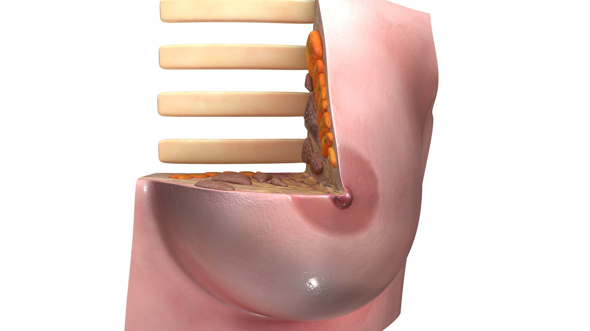 breast anatomy obj https://p.turbosquid.com/ts-thumb/Xh/WeJLgX/Bp7Qqmkf/b0322intersectionofbreast_front.0001/jpg/1473690602/1920x1080/fit_q87/f0e25de89c5691d4faf3e730a368d14ea5c96a60/b0322intersectionofbreast_front.0001.jpg