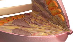Breast anatomy