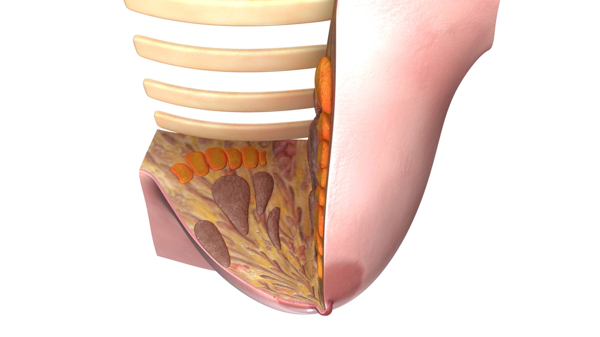 breast anatomy obj https://p.turbosquid.com/ts-thumb/Xh/WeJLgX/zjJm9GDj/b0322intersectionofbreast_top.0001/jpg/1473690602/1920x1080/fit_q87/e58bf69ffbbd36736b23aaee5de8775ce5695bfd/b0322intersectionofbreast_top.0001.jpg