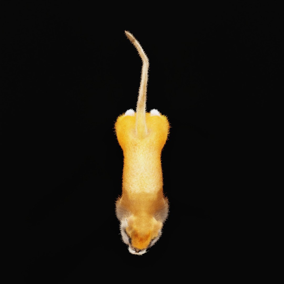 3D Male Patas Monkey https://p.turbosquid.com/ts-thumb/Xh/iP94fZ/0s/patas_monkey_ao_0002/jpg/1781189255/1920x1080/fit_q87/0139b05887d231cf42cca38a009043cc72323f84/patas_monkey_ao_0002.jpg
