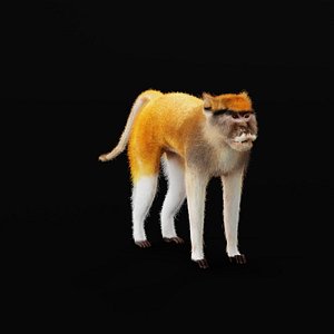 3D Male Patas Monkey