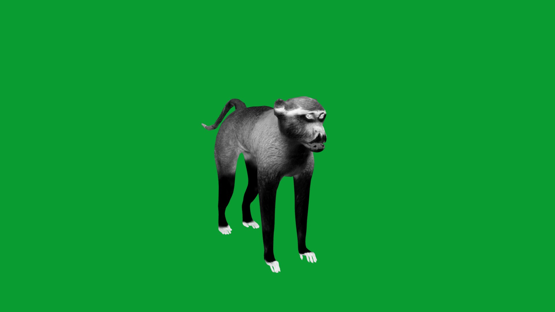 3D Male Patas Monkey https://p.turbosquid.com/ts-thumb/Xh/iP94fZ/6n/hussar_monkey15/png/1781189274/1920x1080/fit_q87/a80d0db0588a3f519d8004df208c8632fc14fed7/hussar_monkey15.jpg