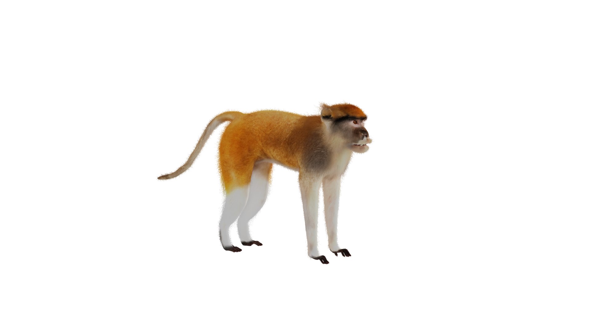 3D Male Patas Monkey https://p.turbosquid.com/ts-thumb/Xh/iP94fZ/Ab/patas_monkey_2/png/1781189136/1920x1080/fit_q87/e231e48427ed6711419c543bbc1997c356600cdd/patas_monkey_2.jpg