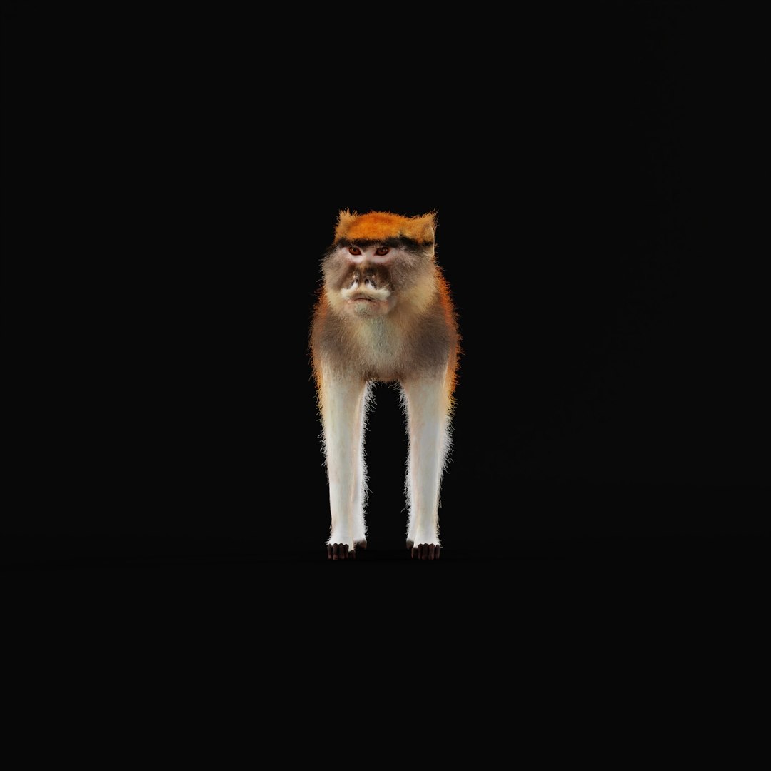 3D Male Patas Monkey https://p.turbosquid.com/ts-thumb/Xh/iP94fZ/Ec/patas_monkey_ao/jpg/1781189254/1920x1080/fit_q87/176f9a4d2a6950a1781a4a33fb59594784c408b8/patas_monkey_ao.jpg