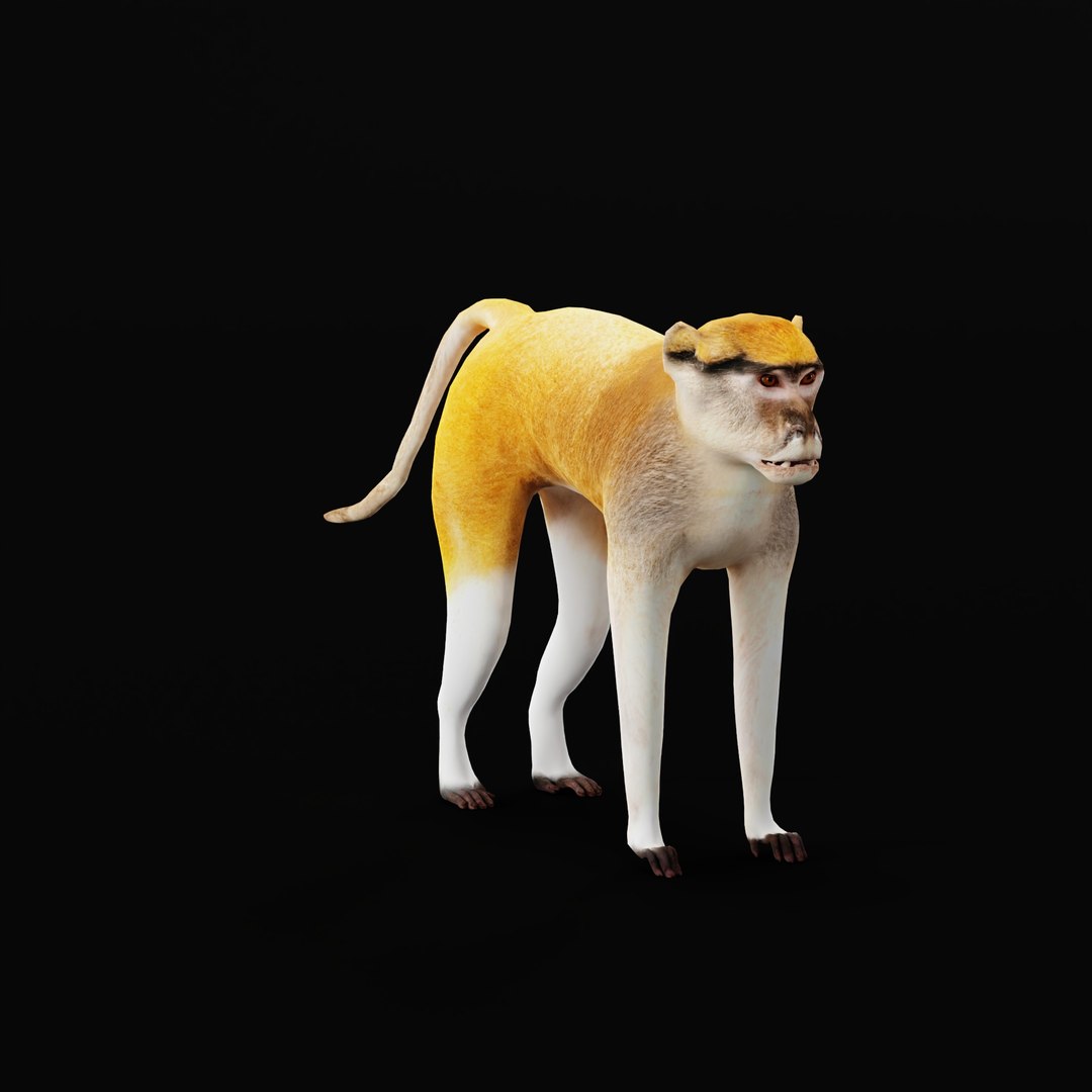 3D Male Patas Monkey https://p.turbosquid.com/ts-thumb/Xh/iP94fZ/G5/patas_monkey_ao_0008/jpg/1781189259/1920x1080/fit_q87/47f50bd8d35100835065ccc6fda845fbfcdeef8a/patas_monkey_ao_0008.jpg