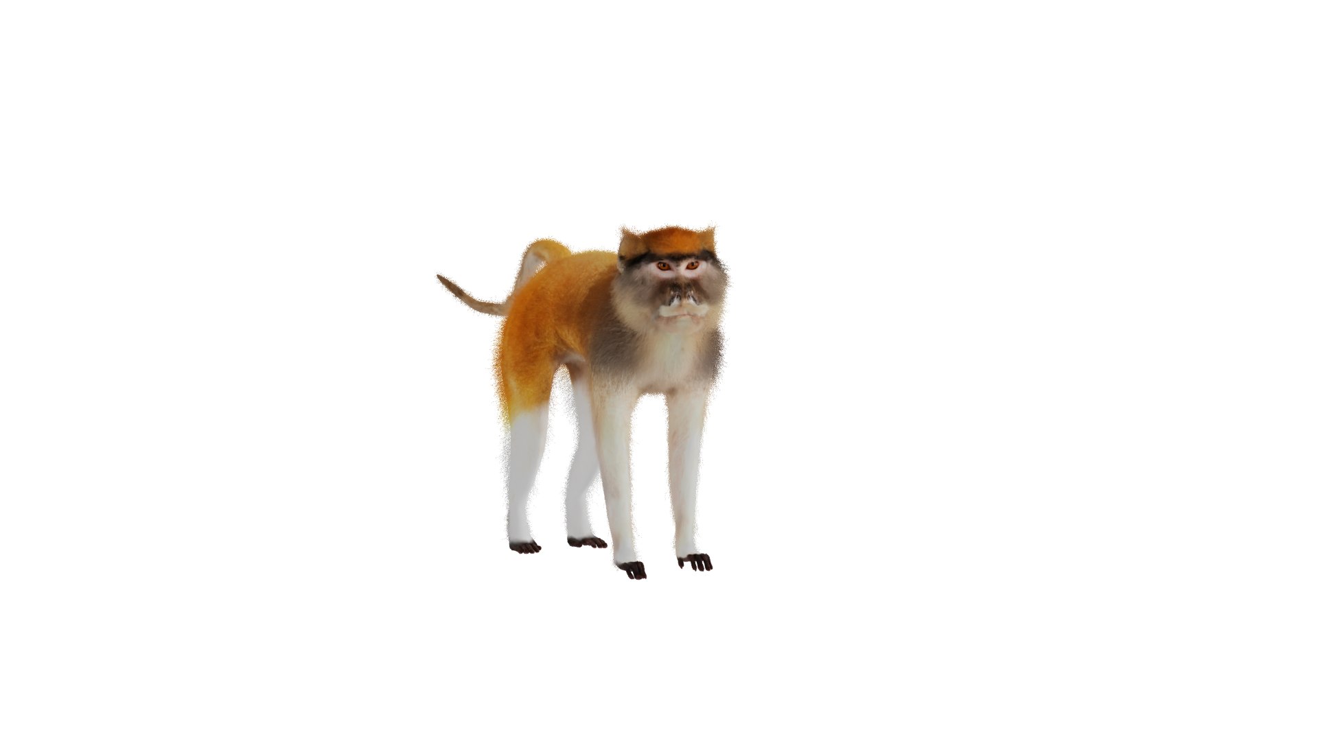 3D Male Patas Monkey https://p.turbosquid.com/ts-thumb/Xh/iP94fZ/Ig/patas_monkey_3/png/1781189138/1920x1080/fit_q87/c134449dc0c19de866d432fd060cfe731ff27654/patas_monkey_3.jpg