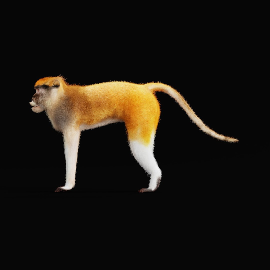 3D Male Patas Monkey https://p.turbosquid.com/ts-thumb/Xh/iP94fZ/N1/patas_monkey_ao_0005/jpg/1781189258/1920x1080/fit_q87/e2babf803b5d358b2fce8778f00c2d2a417e4079/patas_monkey_ao_0005.jpg