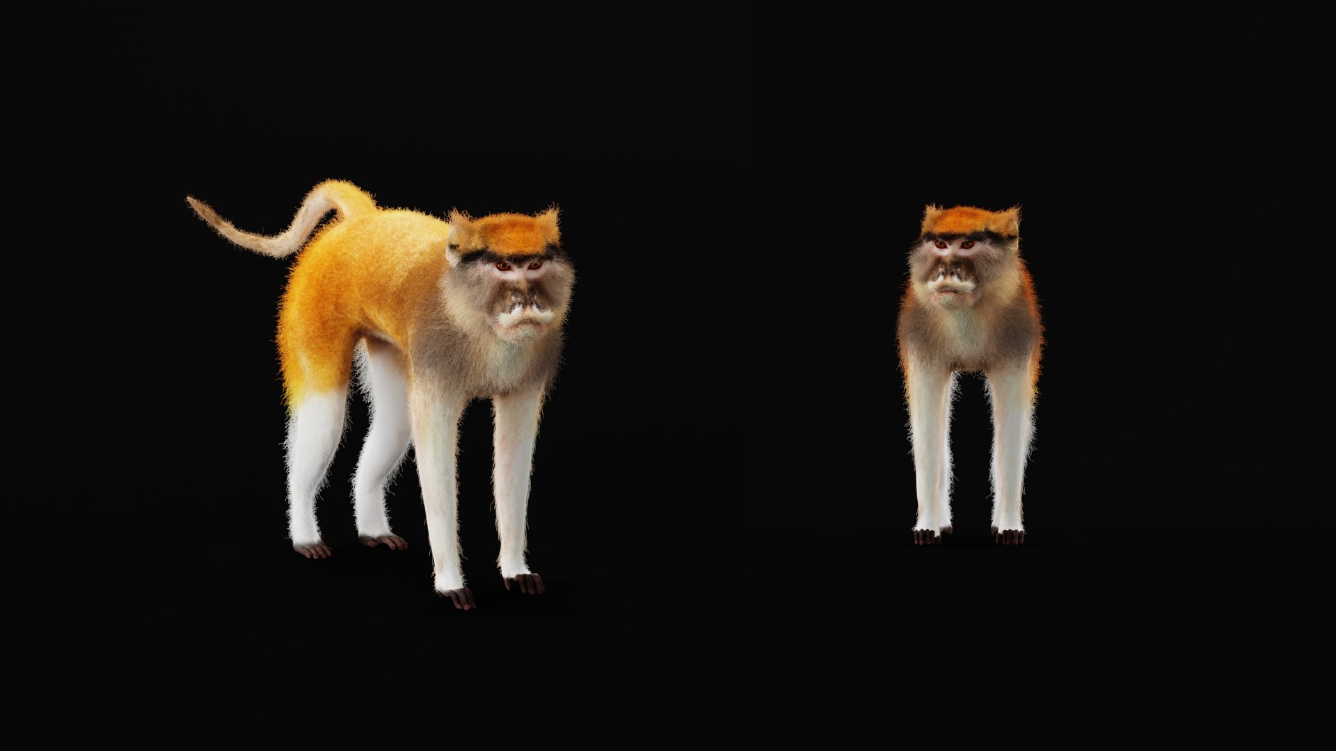 3D Male Patas Monkey https://p.turbosquid.com/ts-thumb/Xh/iP94fZ/Pi/patas_monkey_1/png/1781189135/1920x1080/fit_q87/17d0042379250b4b14cc1095a88d105330af8d0d/patas_monkey_1.jpg
