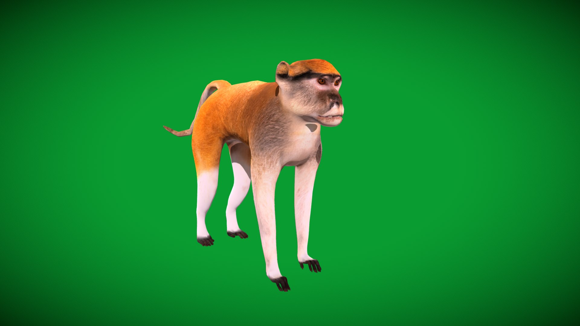 3D Male Patas Monkey https://p.turbosquid.com/ts-thumb/Xh/iP94fZ/Rf/hussar_monkey/png/1781189290/1920x1080/fit_q87/19c2e2a3095d5fb344da4b455b7643dd2f6176f8/hussar_monkey.jpg