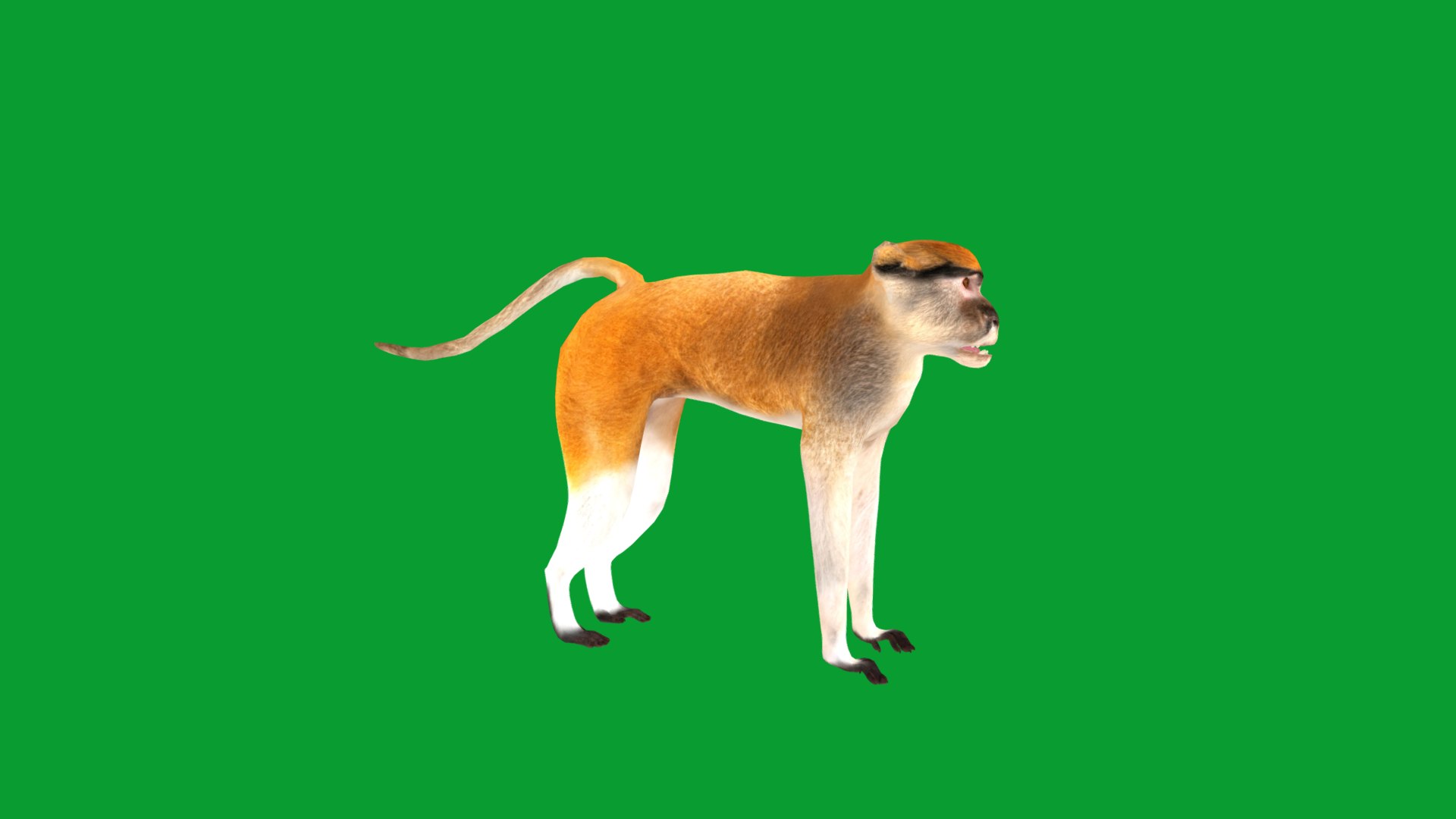3D Male Patas Monkey https://p.turbosquid.com/ts-thumb/Xh/iP94fZ/Rj/hussar_monkey11/png/1781189271/1920x1080/fit_q87/0339890263d502777db899a9f38d459dc3e92b53/hussar_monkey11.jpg
