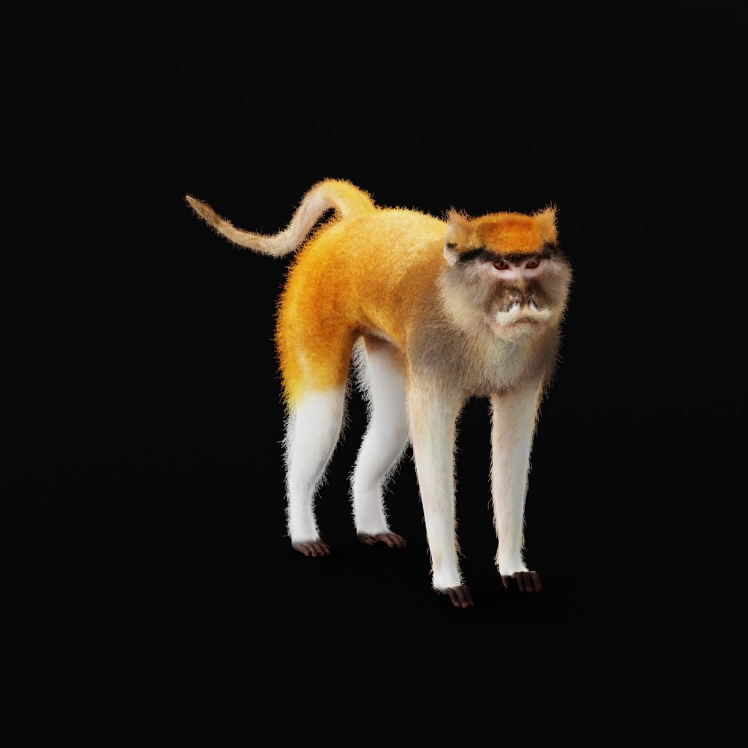 3D Male Patas Monkey https://p.turbosquid.com/ts-thumb/Xh/iP94fZ/UP/patas_monkey_ao_0000/jpg/1781189254/1920x1080/fit_q87/43d4751790114caad420ffe1889cca396a9f0a96/patas_monkey_ao_0000.jpg
