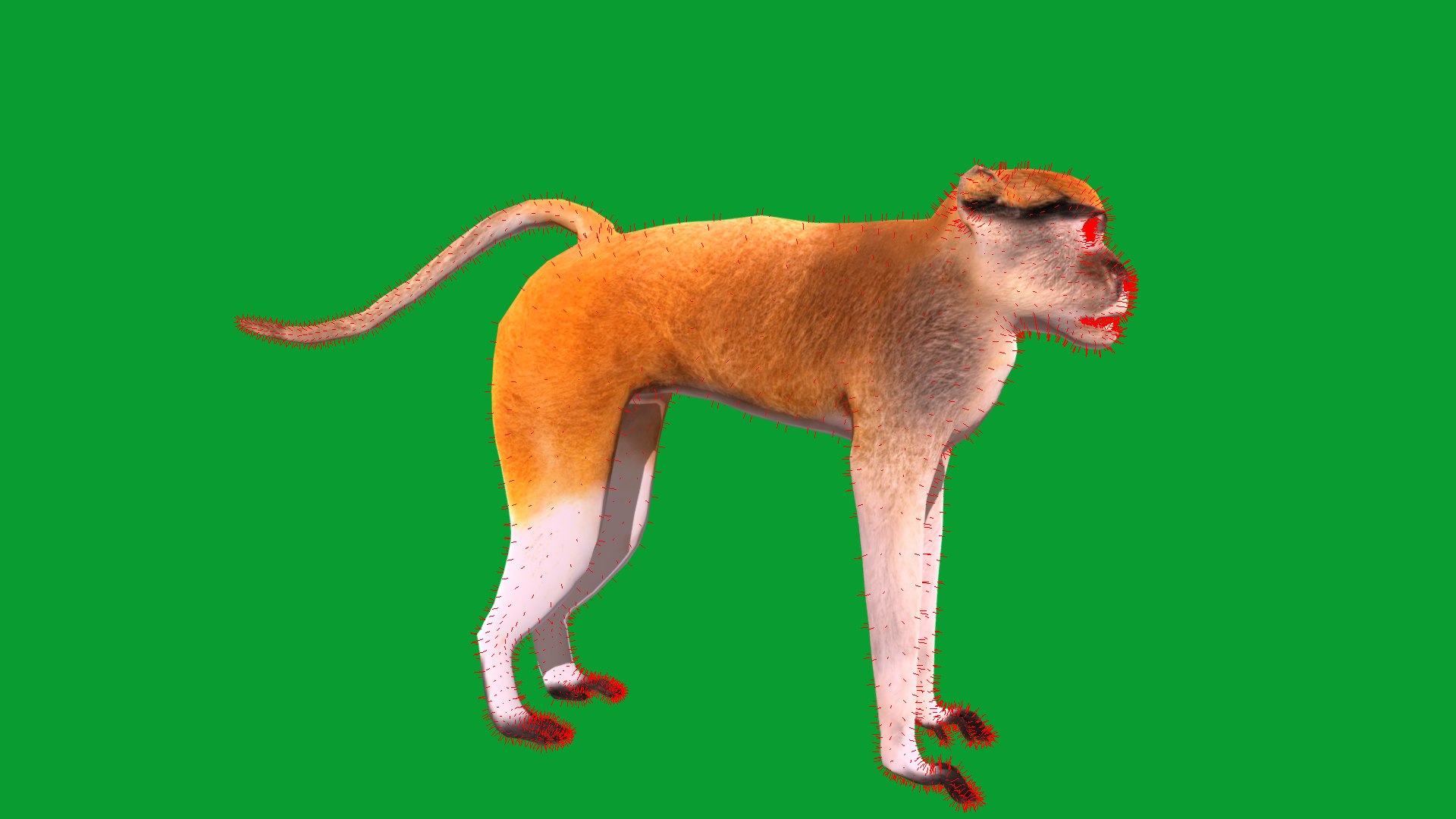 3D Male Patas Monkey https://p.turbosquid.com/ts-thumb/Xh/iP94fZ/XY/hussar_monkey24/png/1781189282/1920x1080/fit_q87/d0a33a2a868bee0e7e98e8b647f6598d5054a4e2/hussar_monkey24.jpg