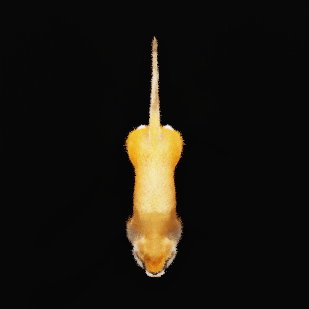 3D Male Patas Monkey https://p.turbosquid.com/ts-thumb/Xh/iP94fZ/d8/patas_monkey_ao_0006/jpg/1781189258/1920x1080/fit_q87/a8309a4c73e10ce9bf867c5c48f6363e5cd204d9/patas_monkey_ao_0006.jpg