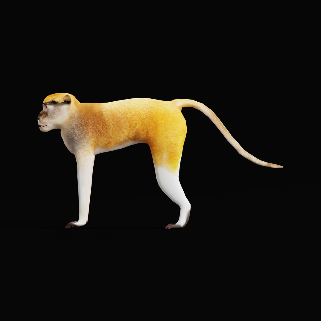 3D Male Patas Monkey https://p.turbosquid.com/ts-thumb/Xh/iP94fZ/dZ/patas_monkey_ao_0010/jpg/1781189261/1920x1080/fit_q87/ec90dbe544759506a2287557fb7f87fdb21f2a24/patas_monkey_ao_0010.jpg