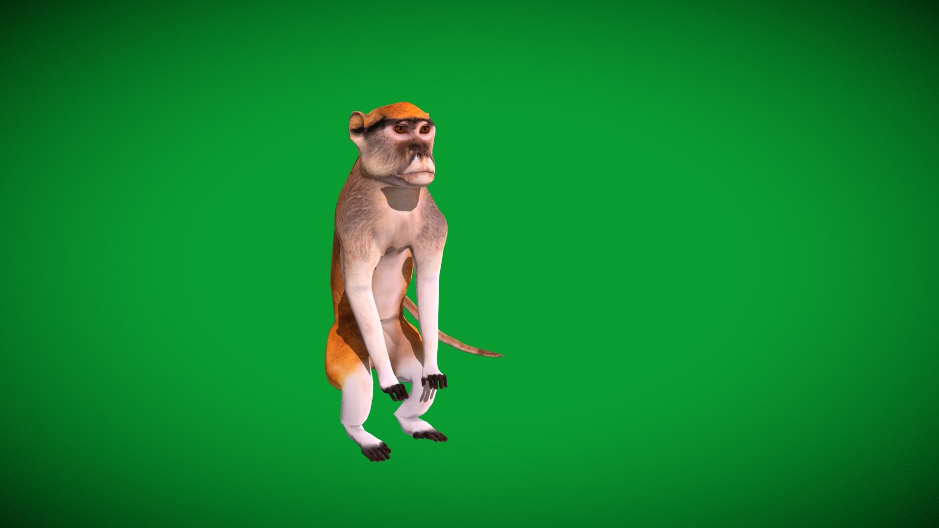 3D Male Patas Monkey https://p.turbosquid.com/ts-thumb/Xh/iP94fZ/fo/hussar_monkey2/png/1781189134/1920x1080/fit_q87/62210034ca910b77b32fb3f7b8121a3b53f7d72b/hussar_monkey2.jpg