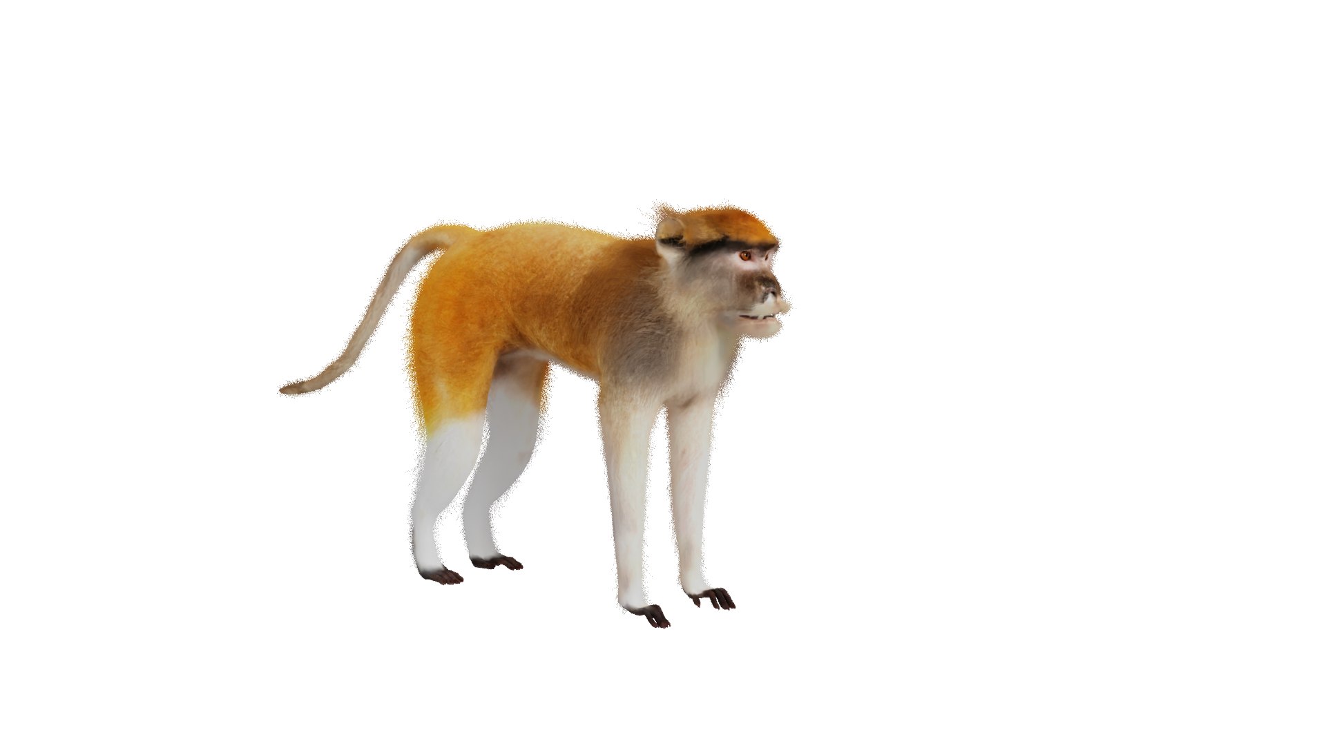 3D Male Patas Monkey https://p.turbosquid.com/ts-thumb/Xh/iP94fZ/im/patas_monkey_preview/png/1781189139/1920x1080/fit_q87/f303d2f3e16cd9520b30a92aaa0ab2292a3a5a90/patas_monkey_preview.jpg