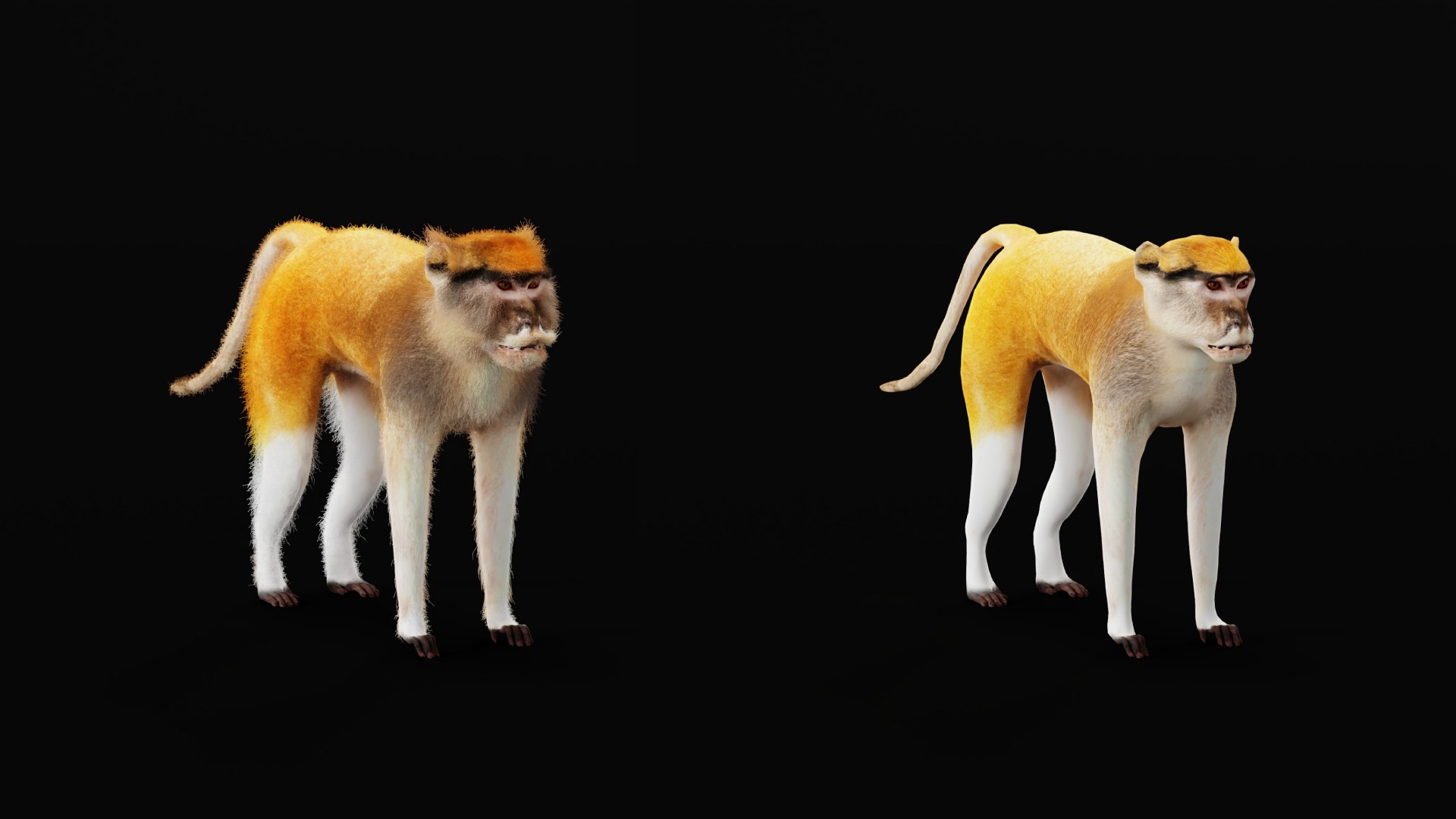 3D Male Patas Monkey https://p.turbosquid.com/ts-thumb/Xh/iP94fZ/kV/hussar_monkey3/png/1781189134/1920x1080/fit_q87/15848d07b9483f5b0412c512af142262e5f09924/hussar_monkey3.jpg