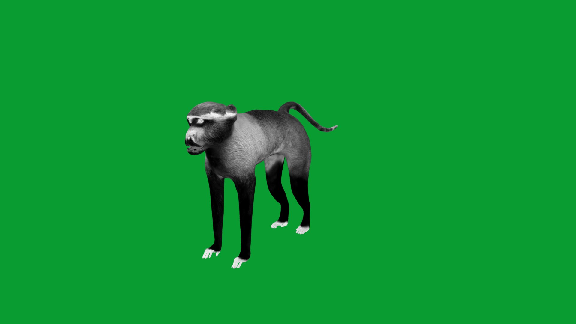 3D Male Patas Monkey https://p.turbosquid.com/ts-thumb/Xh/iP94fZ/m8/hussar_monkey14/png/1781189273/1920x1080/fit_q87/9e462ccf16a9b2b11bb0470fbb20564d4c36a6cc/hussar_monkey14.jpg