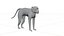 Singe Patas mâle