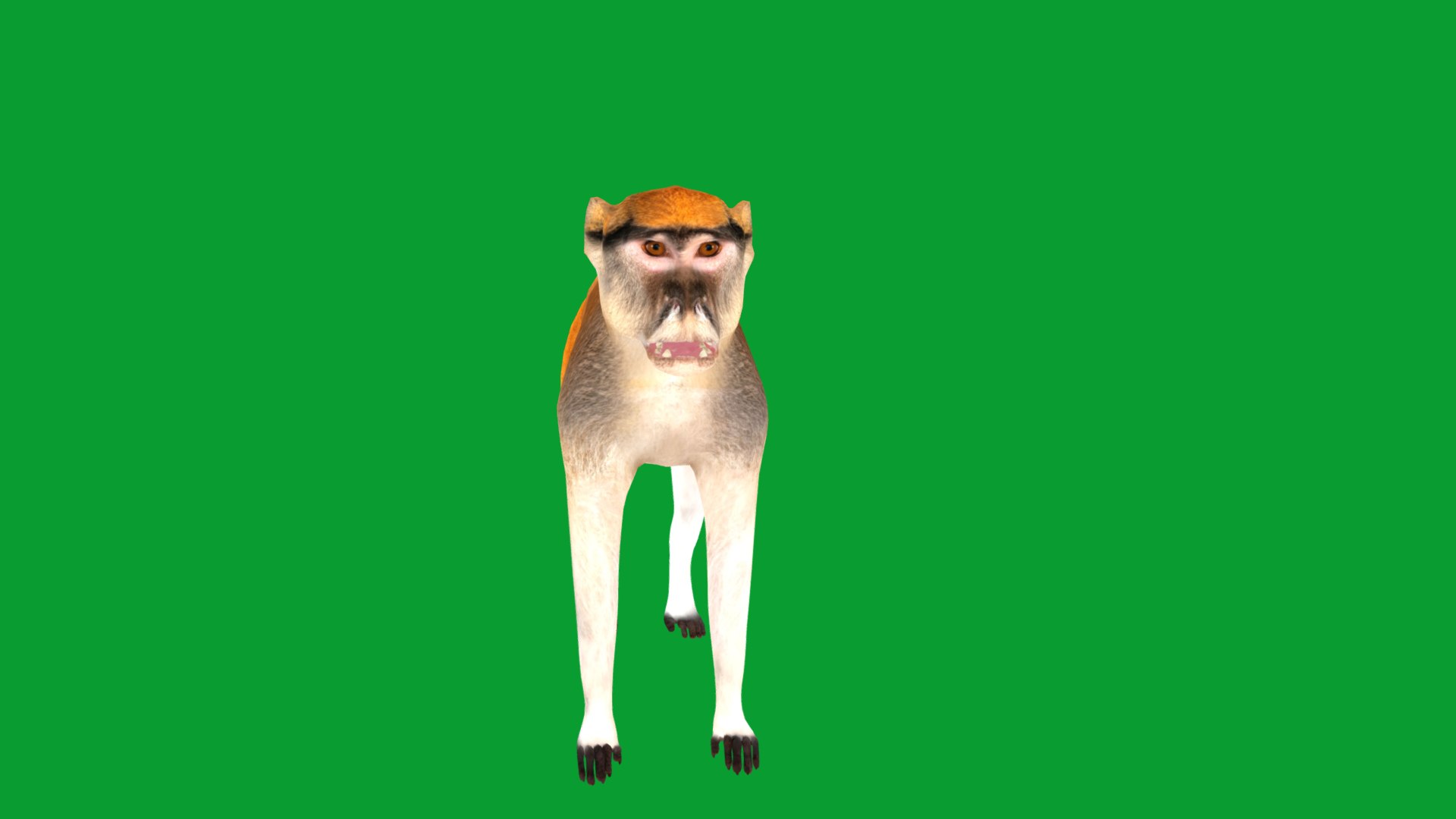 3D Male Patas Monkey https://p.turbosquid.com/ts-thumb/Xh/iP94fZ/oZ/hussar_monkey30/png/1781189286/1920x1080/fit_q87/c6e2a4908d007fa6a4ad76301f49df939d39ae74/hussar_monkey30.jpg