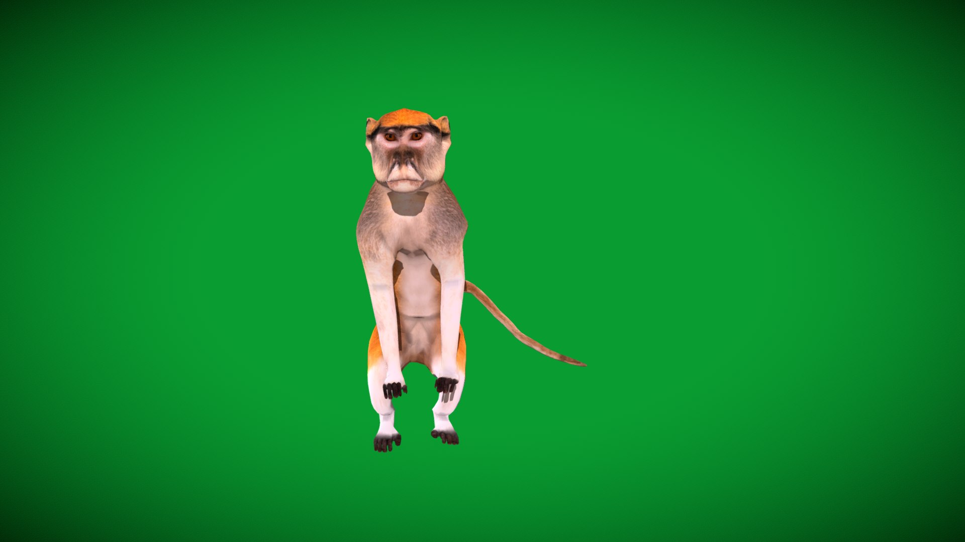 3D Male Patas Monkey https://p.turbosquid.com/ts-thumb/Xh/iP94fZ/rL/hussar_monkey7/png/1781189270/1920x1080/fit_q87/2ca15f99c9c5bda37e69cfb2f19d05fab99477f5/hussar_monkey7.jpg