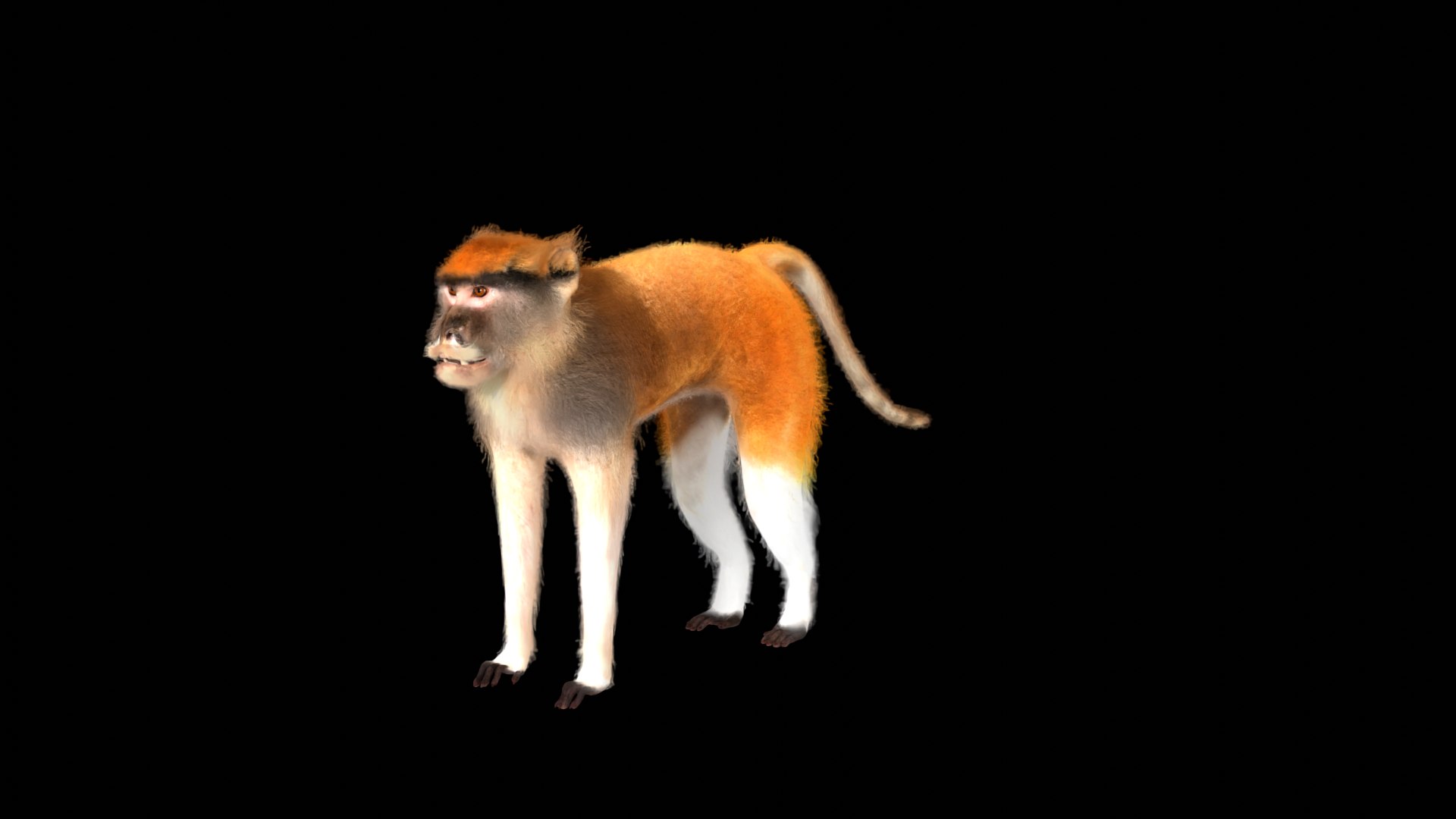 3D Male Patas Monkey https://p.turbosquid.com/ts-thumb/Xh/iP94fZ/sc/patas_monkey_preview1/png/1781189140/1920x1080/fit_q87/c18fd21058770a0c689fd2a284549b77a2594f92/patas_monkey_preview1.jpg