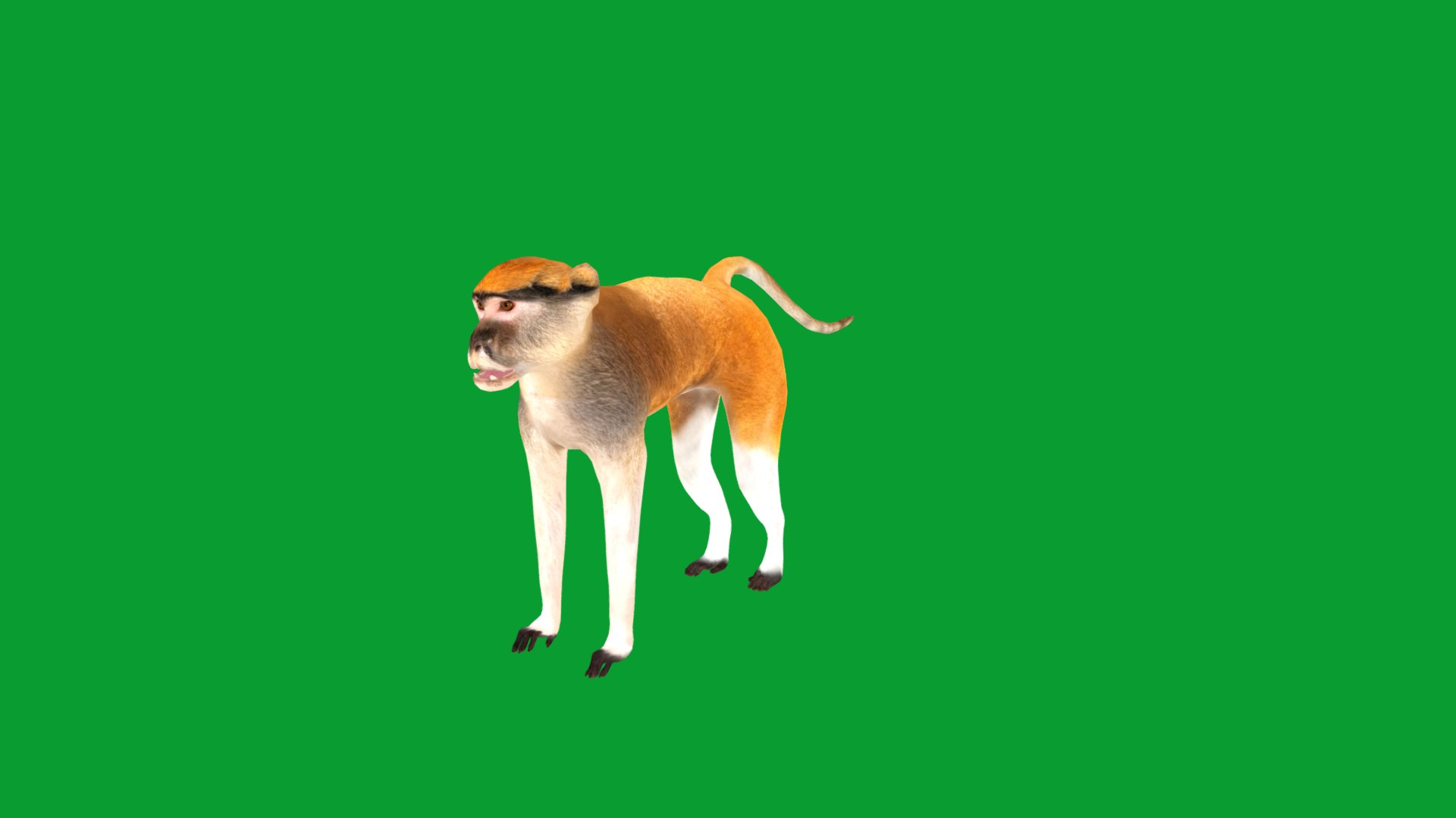 3D Male Patas Monkey https://p.turbosquid.com/ts-thumb/Xh/iP94fZ/ss/hussar_monkey12/png/1781189272/1920x1080/fit_q87/98c57802fce59622268237de98d5059d308b39aa/hussar_monkey12.jpg