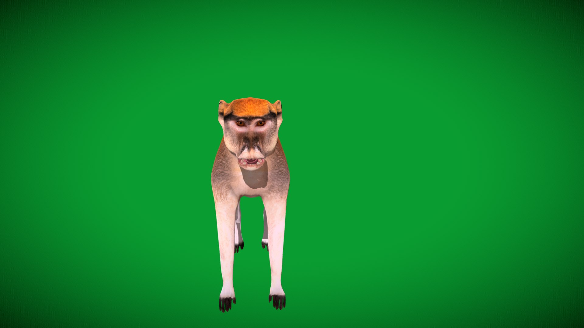 3D Male Patas Monkey https://p.turbosquid.com/ts-thumb/Xh/iP94fZ/uZ/hussar_monkey8/png/1781189267/1920x1080/fit_q87/2604d36dbaa69a7026cfdf3cb48ca0d1fd3ff5e4/hussar_monkey8.jpg
