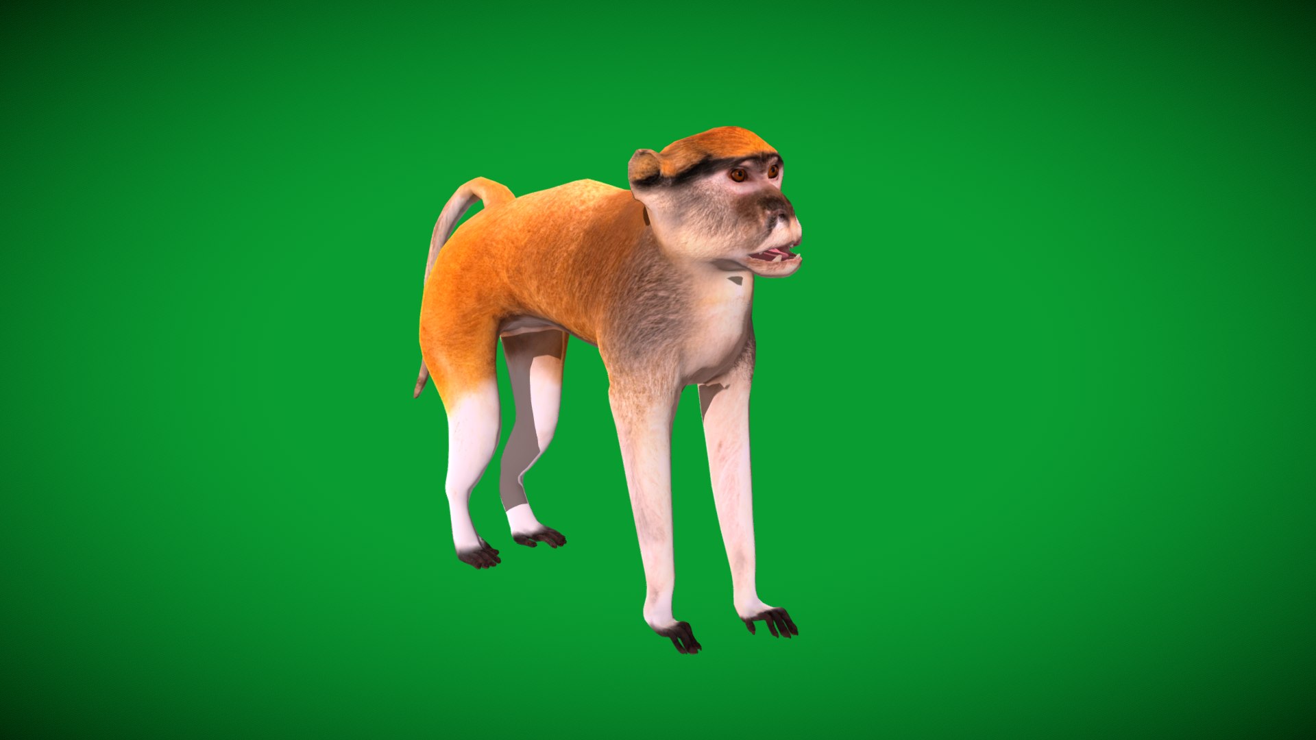 3D Male Patas Monkey https://p.turbosquid.com/ts-thumb/Xh/iP94fZ/vD/hussar_monkey1/png/1781189134/1920x1080/fit_q87/4f83d2a29dbad474be17edca661009c7be5d57ef/hussar_monkey1.jpg