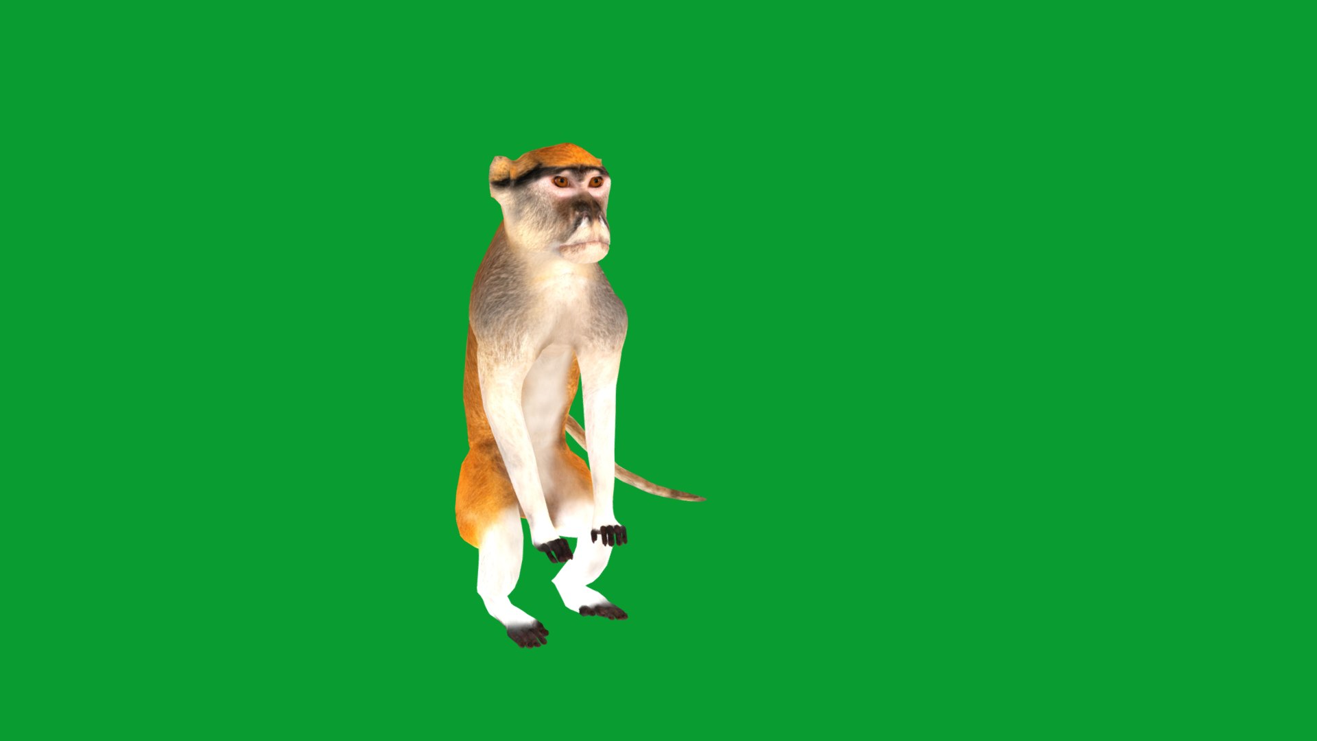 3D Male Patas Monkey https://p.turbosquid.com/ts-thumb/Xh/iP94fZ/z5/hussar_monkey4/png/1781189262/1920x1080/fit_q87/fc4c8cfb31c431ea5fff9a80d3b84364617f722b/hussar_monkey4.jpg