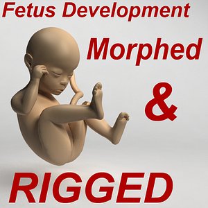 rigged fetus morph development 3d max