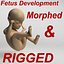 sviluppo del feto attrezzato con morphtargets