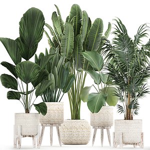 Houseplants in a white basket rattan for the interior 713