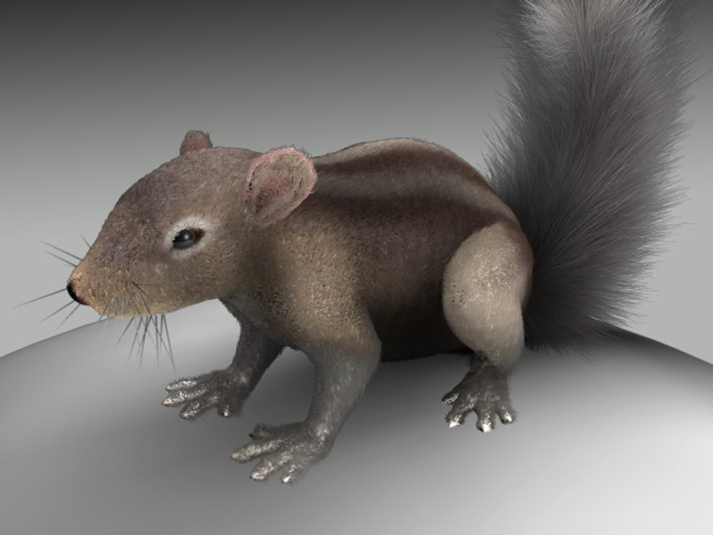 3d c4d squirrel https://p.turbosquid.com/ts-thumb/Xi/0U3MXB/Y3aQ5K0a/4/jpg/1305561735/1920x1080/fit_q87/2b51da517851ac8ef2399f0f9f64d726cc4b3db7/4.jpg