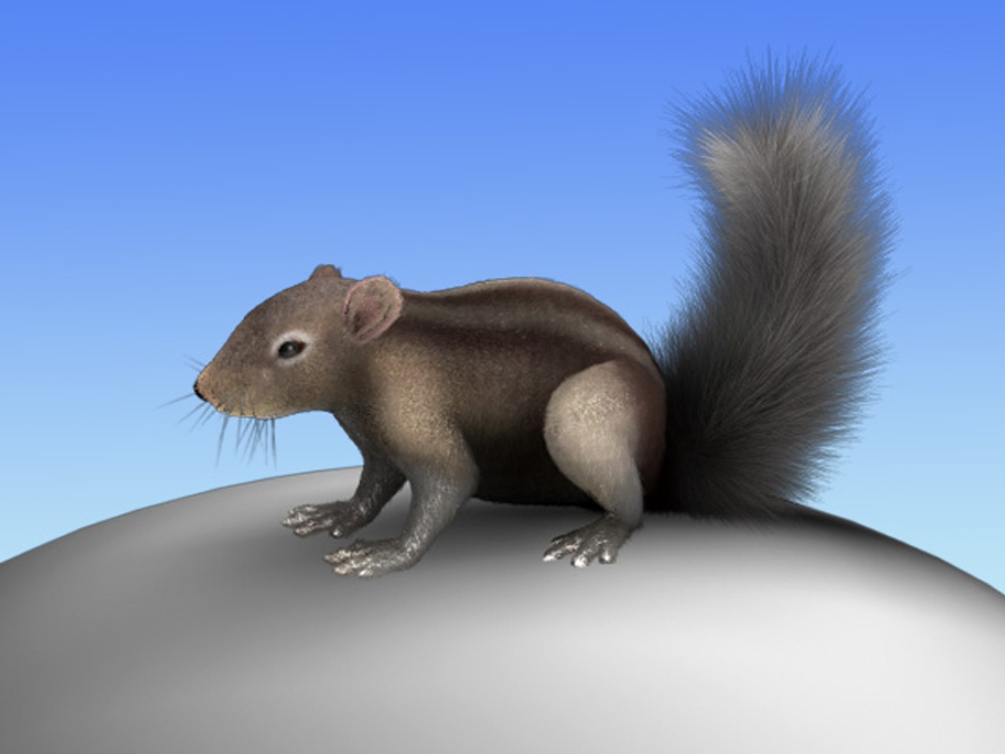 3d c4d squirrel https://p.turbosquid.com/ts-thumb/Xi/0U3MXB/kuViqbTP/6/jpg/1305561735/1920x1080/fit_q87/5bc06537ba8464304976fa5dc3c5d8c5e861c08f/6.jpg