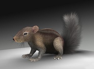 3d c4d squirrel