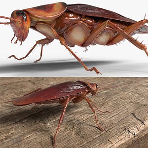 American Cockroach Insect Rigged For Blender Animated Set