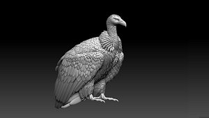 vulture model