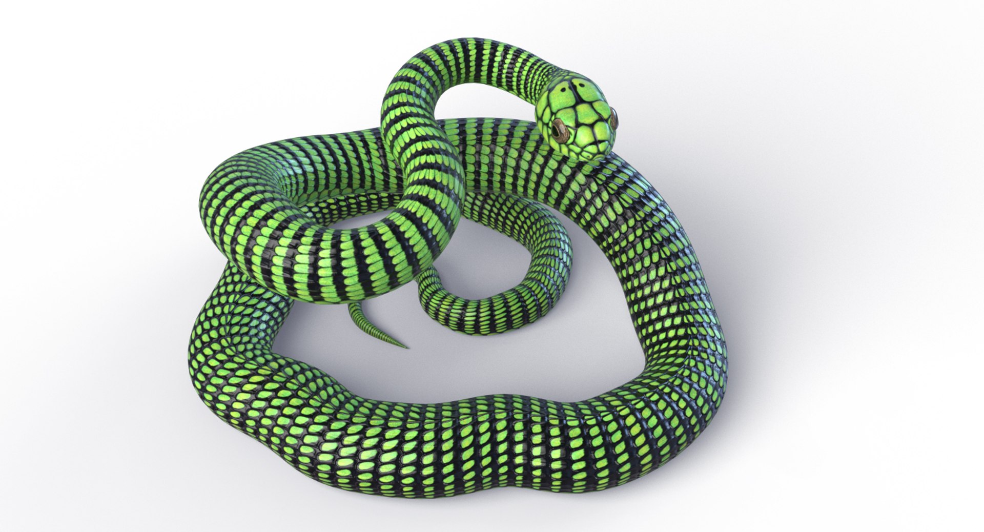 Boomslang - Rigged 3D Model - TurboSquid 1774505