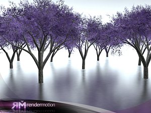 D2_C2_01_TenJacarandas_Low