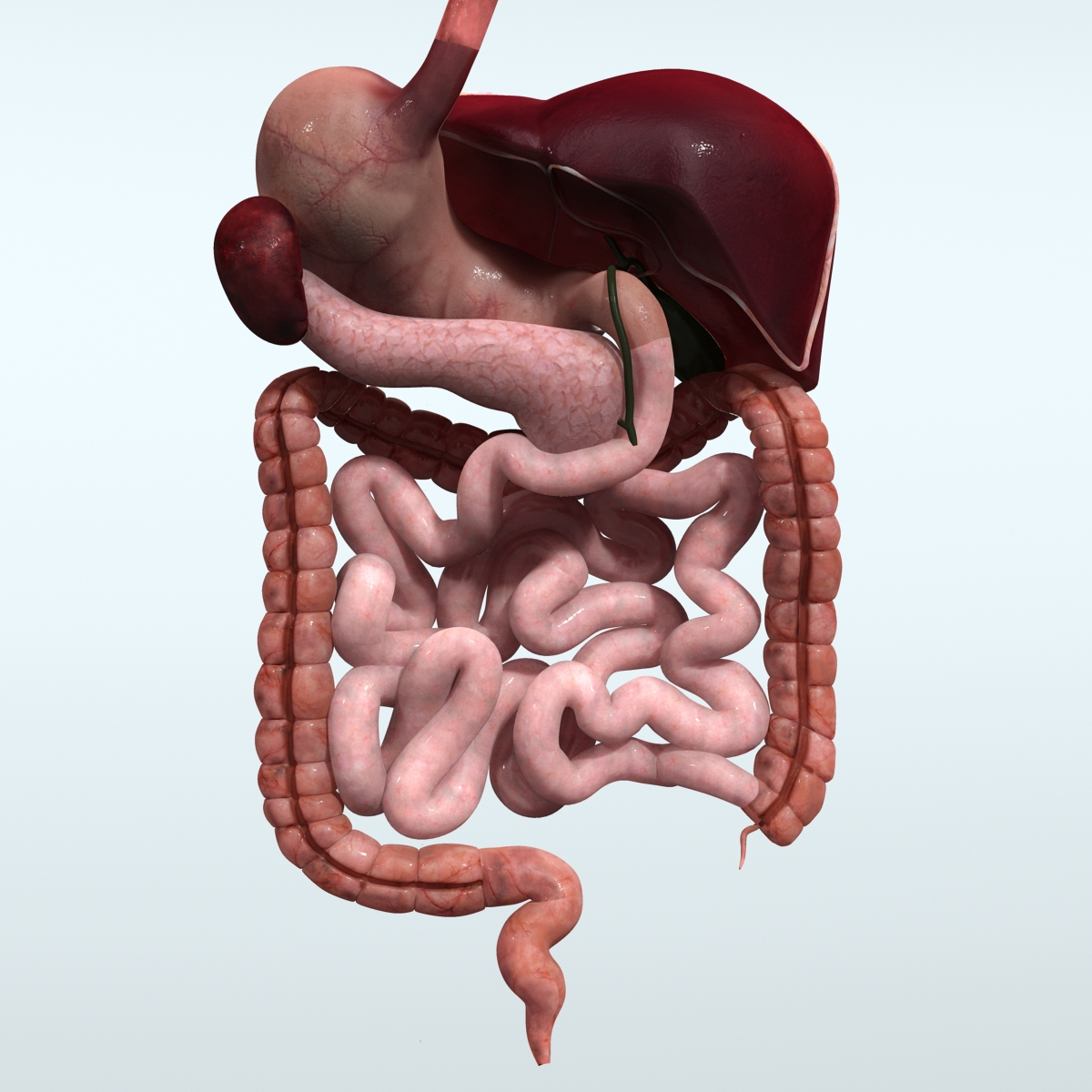 realistic human digestive 3ds