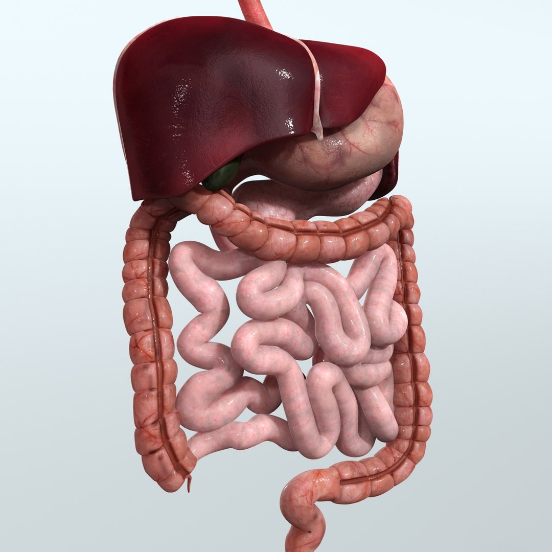 realistic human digestive 3ds https://p.turbosquid.com/ts-thumb/Xi/E9tMet/CABLQQ8l/digestive_05/jpg/1341933534/1920x1080/fit_q87/65ba26db893e42c4d5c750a6fada8d44cb5968cd/digestive_05.jpg