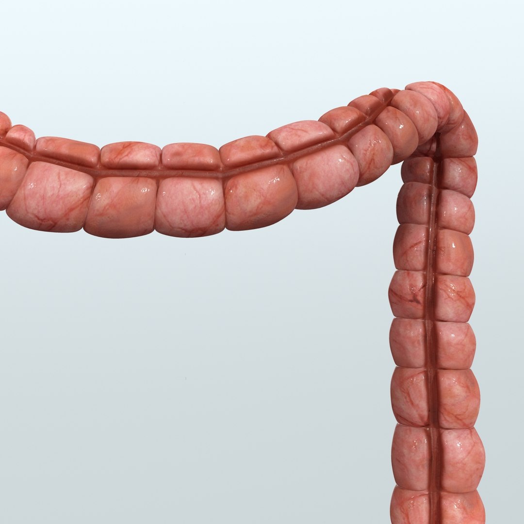 realistic human digestive 3ds https://p.turbosquid.com/ts-thumb/Xi/E9tMet/kL6rFUKW/large_intestiner/jpg/1341933534/1920x1080/fit_q87/e3de2253394bac3e60a7c2207bf4cb13ded1d6ad/large_intestiner.jpg