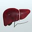 Realistic Human Digestive System