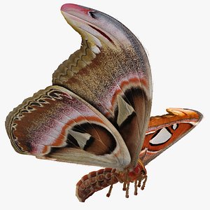 3D model attacus atlas moth flying