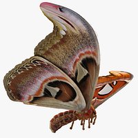 Attacus Atlas Moth Flying Pose with Fur 3D Model