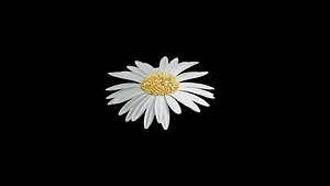 daisy 3D