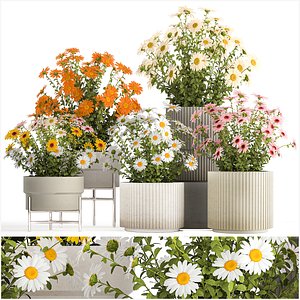 3D Set of garden flower bushes Chamomile Chrysanthemum 1472